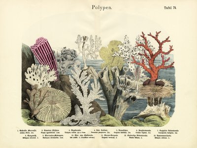 Polypen, um 1860 von German School